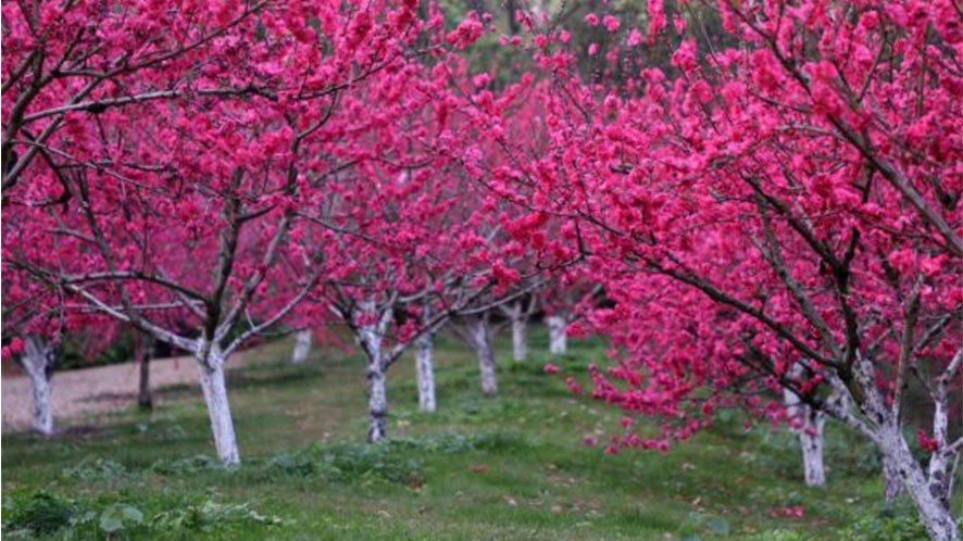 桃花园